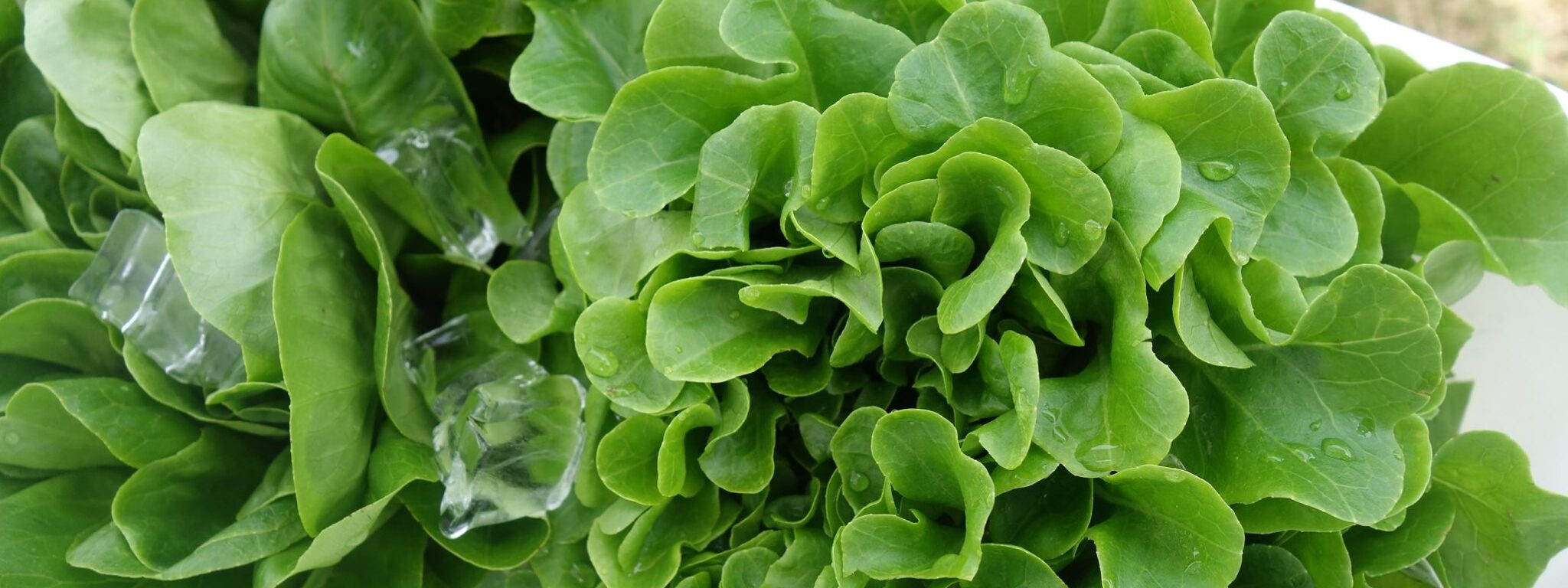 KNOX Farmers Market thumbnail