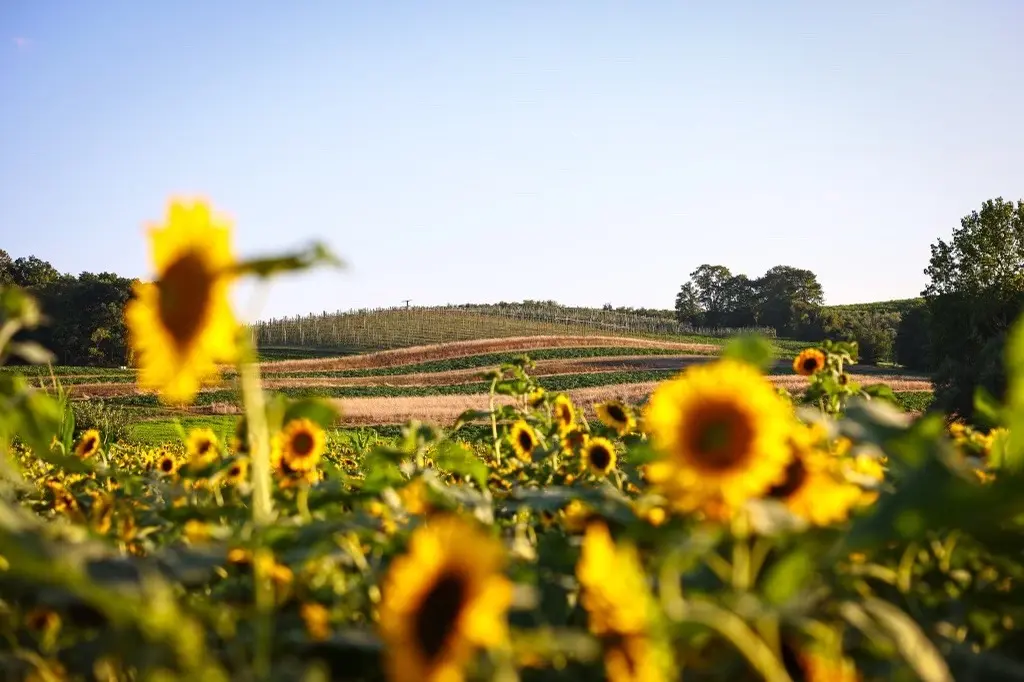Sunflower Maze Opening Day Celebration photo 2