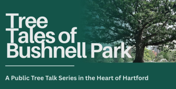Tree Tales: A Public Tree Talk Series in the Heart of Hartford thumbnail