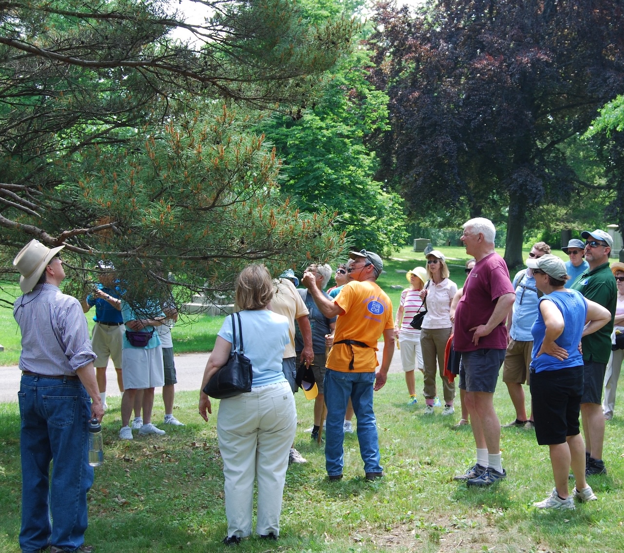 Tree Walk photo 2