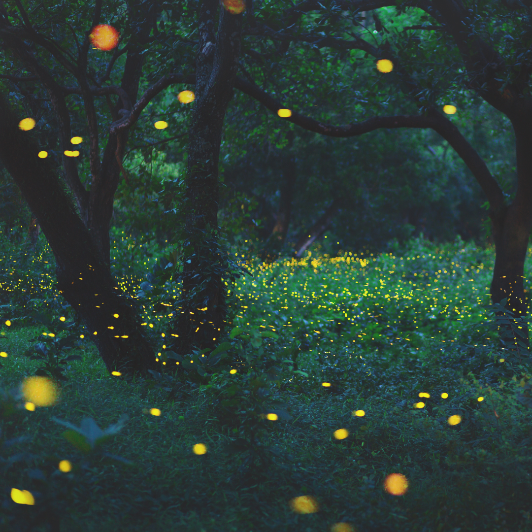 Guided Kayaking: Sunset and Fireflies in a Freshwater Tidal Marsh thumbnail