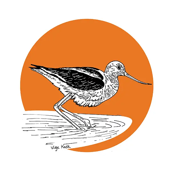 CSMNH: Scientific Illustration of Birds with Virge Kask at The Benton Museum thumbnail