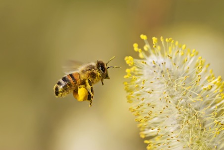 Bees, the Pollinator Powerhouses–An Introduction thumbnail