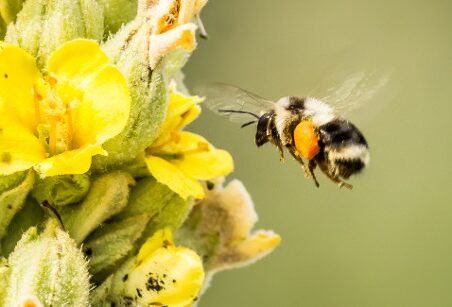 Bees, the Pollinator Powerhouses–A Relaxed Ramble thumbnail