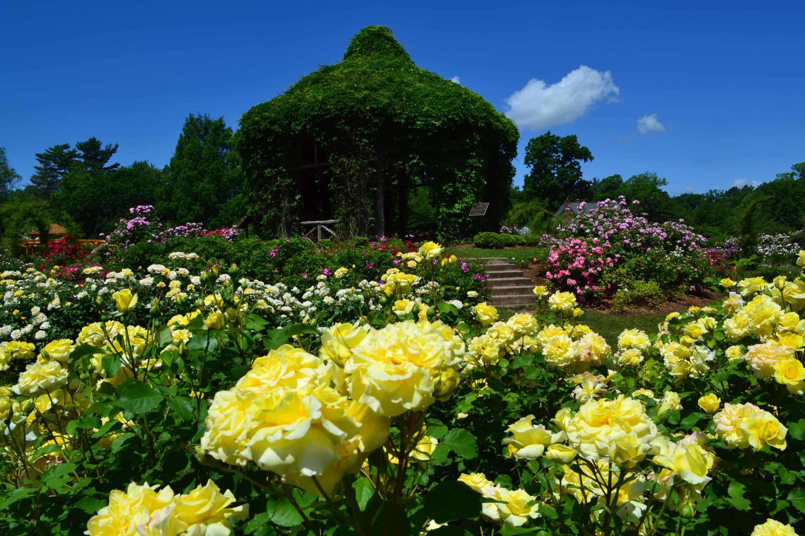 Rose Garden Tour thumbnail