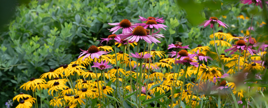 GARDEN PROGRAM: Plant a Summer Container Herb Garden thumbnail