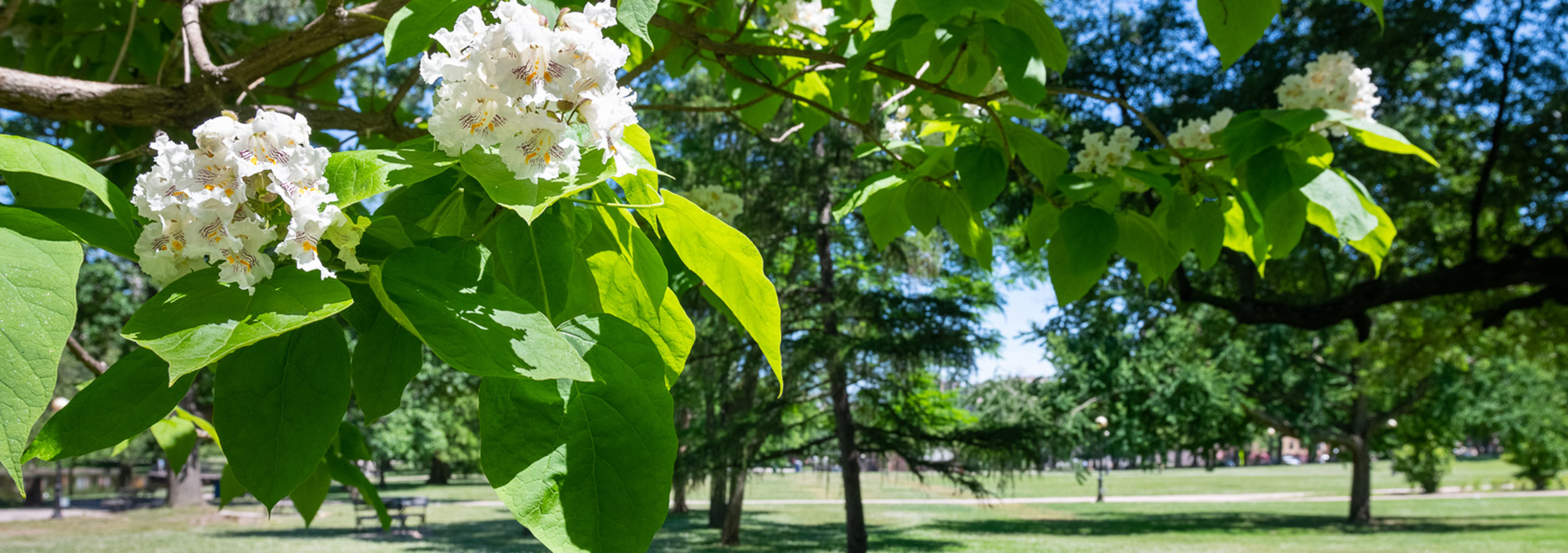 Tree Tales: Conversations in Bushnell Park thumbnail