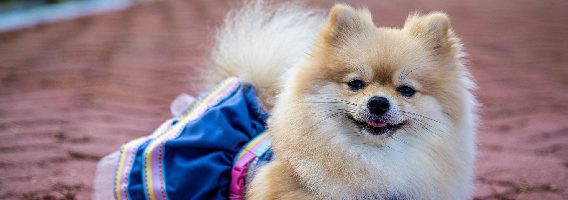 Pup Street: Puppy Prom — Geeky Goodness thumbnail