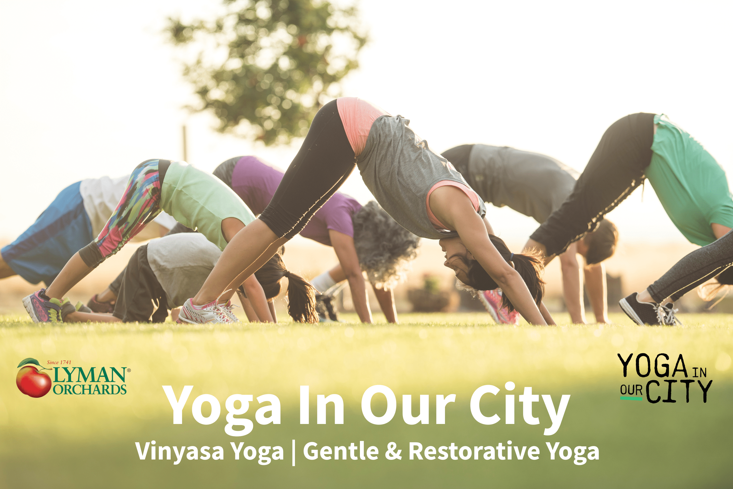 Outdoor Yoga at Lyman Orchards with Yoga in Our City event photo