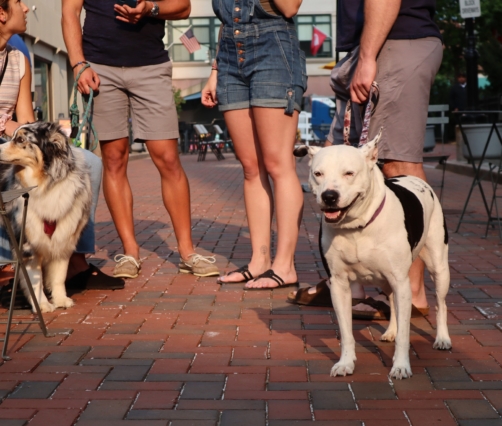 Pup Street Beach Bark event photo