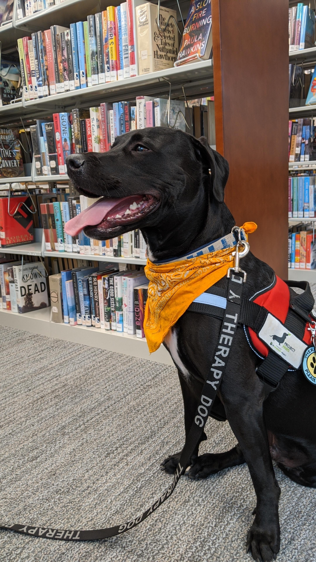 Therapy Dog Visit at Old Lyme PGN Library event photo