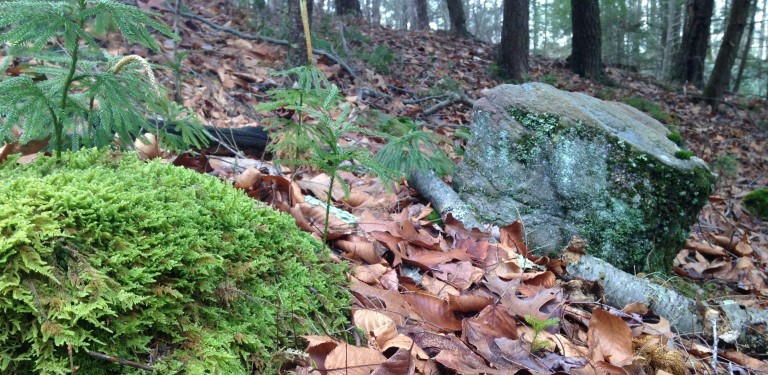 The Ron & Joan Jones Memorial Hikes: An Autumn Walk through Slab Meadow with Gerri Griswold thumbnail