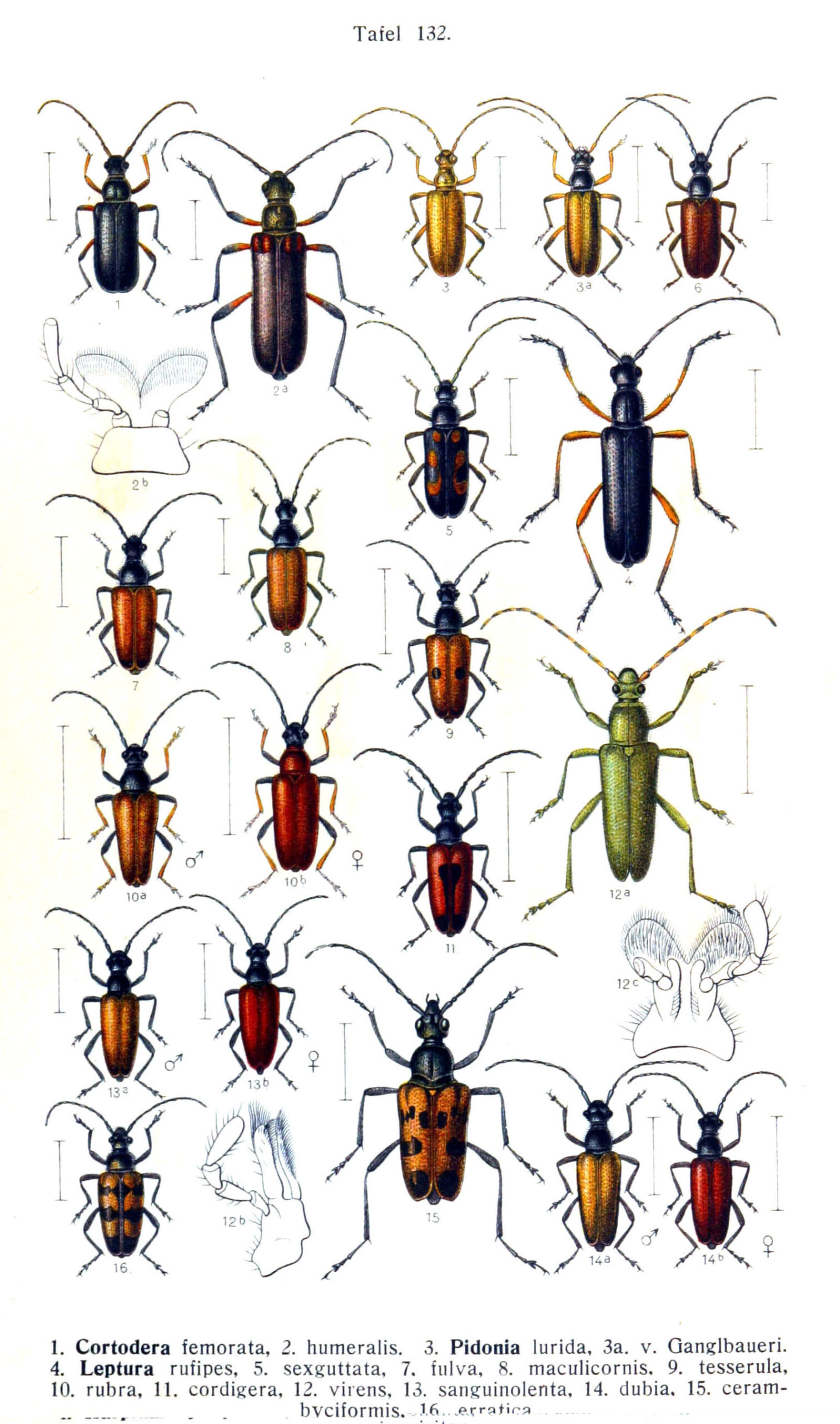 LONGHORN BEETLE PRESERVATION with GOTHAM TAXIDERMY thumbnail