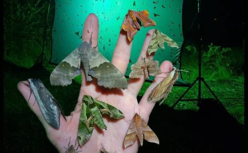 Mothing Program at the Brewery by Matthew Nochisaki! event photo